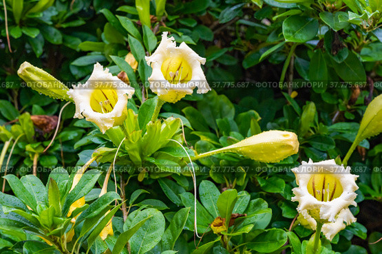 Exotic tropical flower  Chalice Vine (2021 год). Стоковое фото, фотограф Дмитрий Брусков / Фотобанк Лори