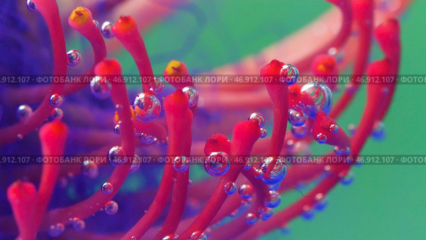 Extreme close up of a stunning dark pink unusual flower placed underwater. Стоковое фото, фотограф David Kashakhi / Фотобанк Лори