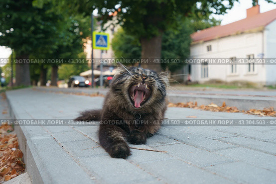 Extremely big domestic grey striped cat lies down on the town street. He rests on the warm ground in the hot summer evening. Great cat yawns. Close up photography. Frontal view. Стоковое фото, фотограф YuryKara / Фотобанк Лори