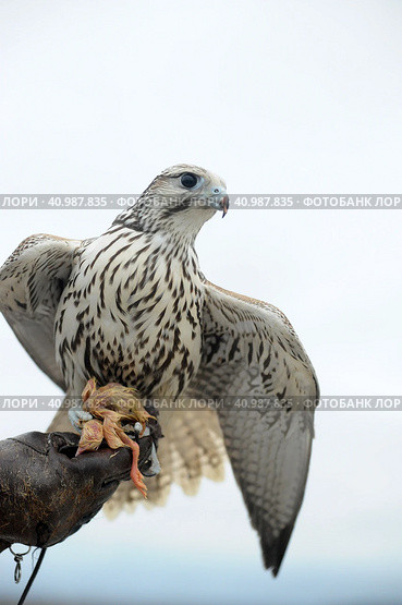 Falcon sitting on a hand. Стоковое фото, фотограф Анна Кривицкая / Фотобанк Лори