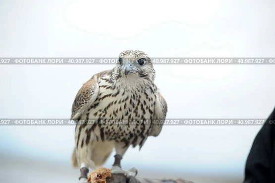 Falcon sitting on a hand. Стоковое фото, фотограф Анна Кривицкая / Фотобанк Лори