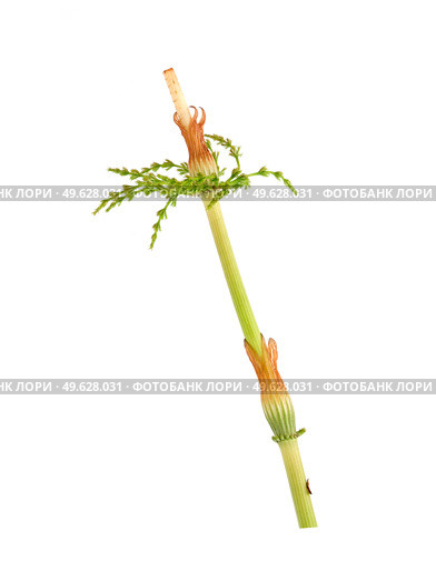 Fallen strobilus called cones of young horsetail (Equisetum) sprig Isolated on white background, cutout ready high resolution image. Стоковое фото, фотограф Елена  Попкова / Фотобанк Лори
