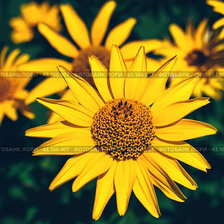 False yellow sunflower grows in summer flower garden. Стоковое фото, фотограф Александра Конопля / Фотобанк Лори