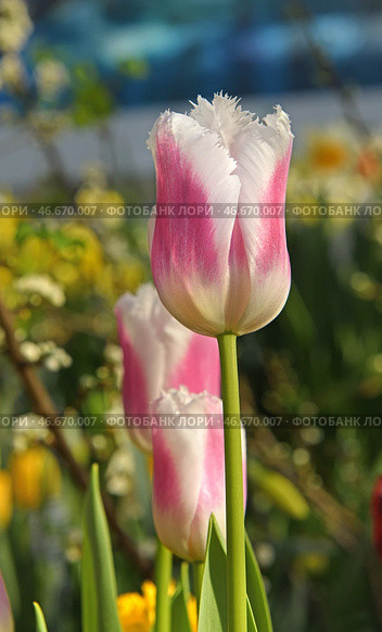 Fantastic Tulipa Siesta, dark pink flowers fringed with pure white. Стоковое фото, фотограф Валерия Попова / Фотобанк Лори