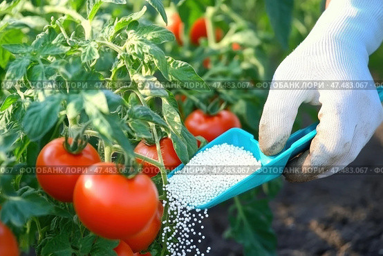 Farmer in blue gloves with fertilizer grains to soil. Hands applying mineral fertilizer white granules to tomato plant. Vegetable garden. Agriculture industry, development, economy investment growth. Стоковое AI-изображение, AI-художник Марина Демидюк / Фотобанк Лори