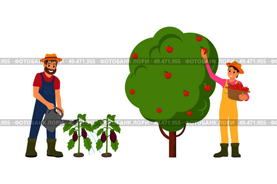 Farmers man and woman on plantation set vector. Female gathering ripe apples from fruit tree, male watering aubergine vegetables on ground with can. Farmers Man and Woman Set Vector Illustration. Стоковая иллюстрация, агентство Ingram Publishing / Фотобанк Лори