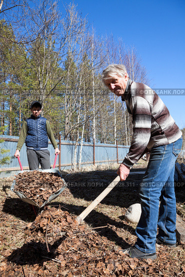 Father and son working together, gardener remove dried leaves from ground with shovel, stacking in wheelbarrow. Стоковое фото, фотограф Кекяляйнен Андрей / Фотобанк Лори