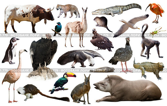 Fauna of South America set. Стоковое фото, фотограф Яков Филимонов / Фотобанк Лори