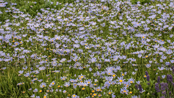 Felicia amelloides, the blue daisy bush or blue felicia, a perennial, evergreen plant. Стоковое фото, фотограф Наталья Воропинова / Фотобанк Лори
