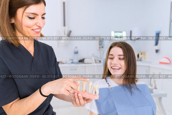 female dentist showing teeth model female patient dental clinic. Стоковое фото, агентство Ingram Publishing / Фотобанк Лори