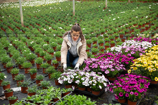 Female florist arranging potted Dimorphotheca. Стоковое фото, фотограф Яков Филимонов / Фотобанк Лори
