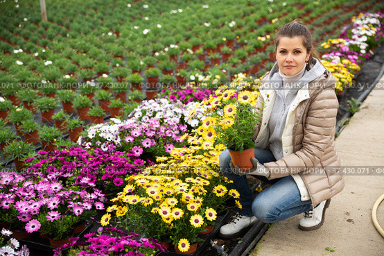 Female florist arranging potted Dimorphotheca. Стоковое фото, фотограф Яков Филимонов / Фотобанк Лори