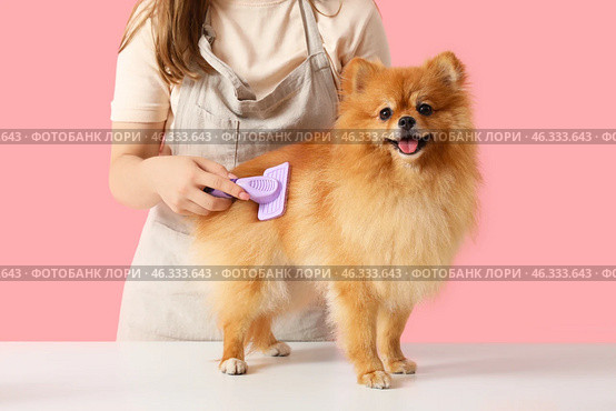Female groomer brushing cute Pomeranian dog on pink background. Стоковое фото, фотограф Pixel_shot / Фотобанк Лори