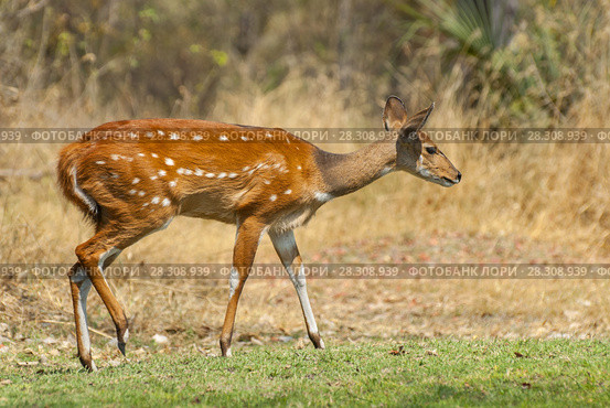 Female Imbabala or Cape bushbuck (Tragelaphus sylvaticus), Sandibe Camp, adjacent to the Moremi Game Reserve, Okavango Delta, Botswana, southern Africa. Стоковое фото, агентство BE&W Photo / Фотобанк Лори