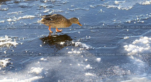Female Mallard Walking on Thin Ice. Стоковое фото, фотограф Niklas Emmoth / PantherMedia / Фотобанк Лори