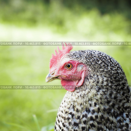 female one nature food green. Стоковое фото, фотограф Rüdiger Wittmann / PantherMedia / Фотобанк Лори