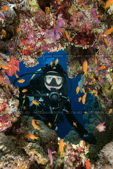 Female scuba diver looks into cave and looks at school of fish sea goldie (Pseudanthias squamipinnis) Dahab, Red Sea, Egypt. Стоковое фото, фотограф Некрасов Андрей / Фотобанк Лори