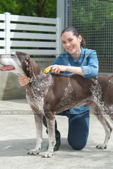 female vet stroking dog at animal shelter. Стоковое фото, фотограф Phovoi R. / Smarterpix / Фотобанк Лори