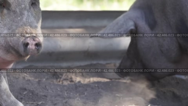 Ферма, хрюшки ищут еду в земле  farm, pigs looking for food in the ground. Стоковое видео, видеограф Опока Алексей / Фотобанк Лори