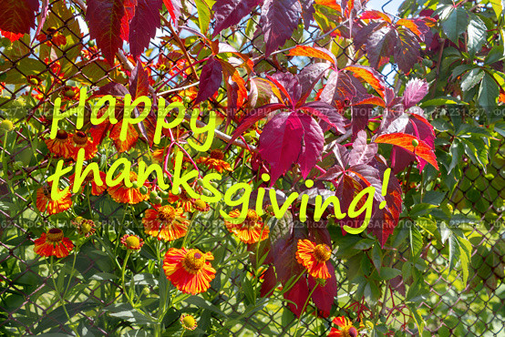 Festive autumn scene featuring vibrant red leaves and orange flowers, enhanced with cheerful Happy Thanksgiving message. Стоковое фото, фотограф Алла Чесноковва / Фотобанк Лори
