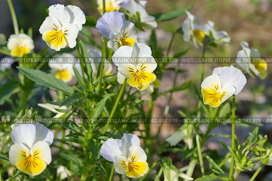 Фиалка трехцветная (лат. Viola tricolor), или анютины глазки цветет в летнем саду. Стоковое фото, фотограф Елена Коромыслова / Фотобанк Лори