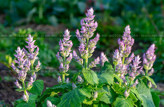 Field of blooming clary sage under natural sunlight. Стоковое фото, фотограф Elena Grishina / Фотобанк Лори