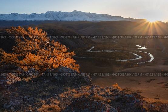 Fiery larch trees on the sheer crags in sunset light. Стоковое фото, фотограф Саблин Станислав / Фотобанк Лори