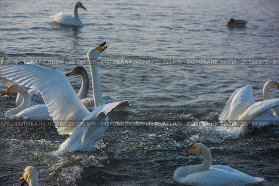 Fighting white whooping swans. Стоковое фото, фотограф Jan Jack Russo Media / Фотобанк Лори