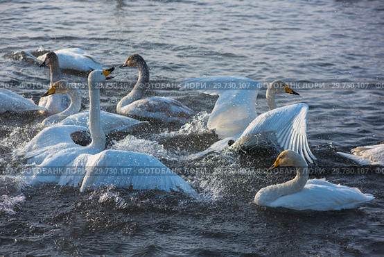 Fighting white whooping swans. Стоковое фото, фотограф Jan Jack Russo Media / Фотобанк Лори