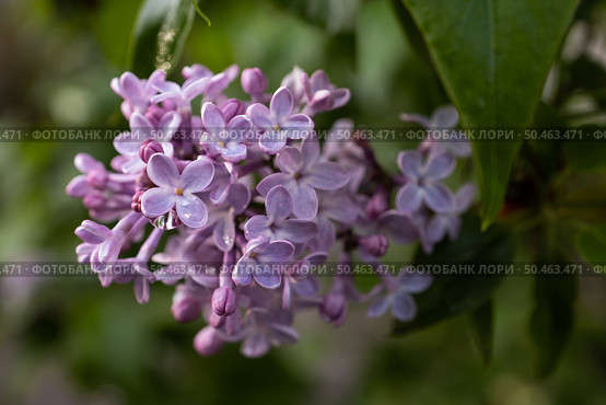 Фиолетовые цветы сирени обыкновенной. Syringa vulgaris. Стоковое фото, фотограф Евгений Зимин / Фотобанк Лори