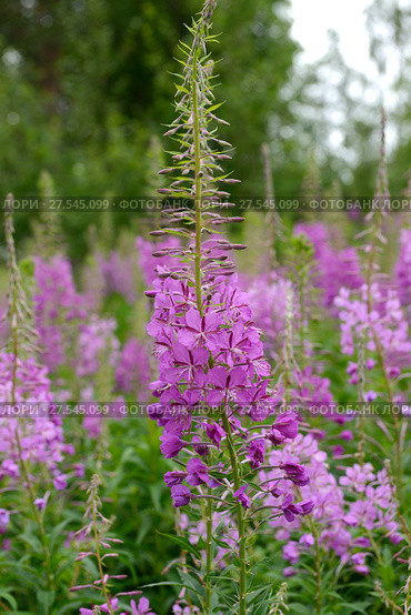 Fireweed (Rosebay Willowherb, Epilobium angustifolium). Summer. Стоковое фото, фотограф Валерия Попова / Фотобанк Лори