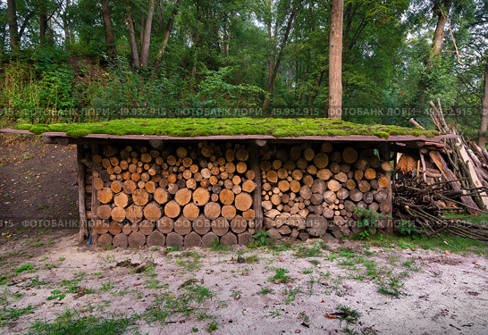 Firewoods stacked in pile under canopy in the forest. Стоковое фото, агентство Ingram Publishing / Фотобанк Лори