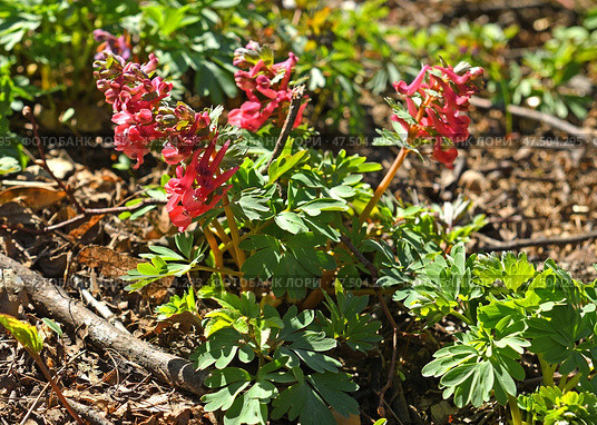First flowers in spring. Corydalis solidae (red), fumewort or bird-in-a-bush, species of flowering plant in family Papaveraceae on sunny day. Стоковое фото, фотограф Валерия Попова / Фотобанк Лори