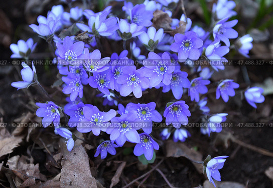 First spring flowers. Anemone hepatica (Hepatica nobilis), common hepatica, species of flowering plant in buttercup family Ranunculaceae. Стоковое фото, фотограф Валерия Попова / Фотобанк Лори