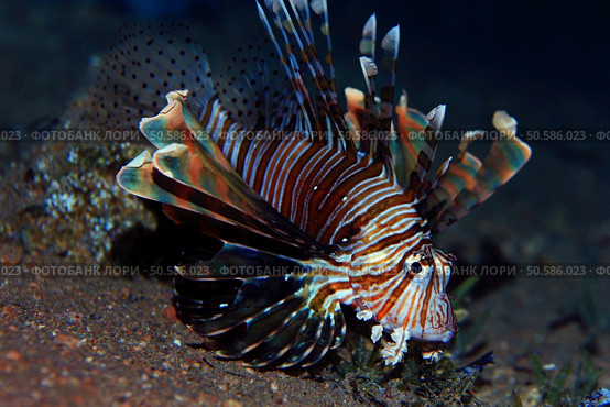 fish lionfish underwater portrait. Стоковое фото, агентство Ingram Publishing / Фотобанк Лори