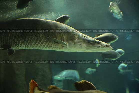 Fish under water. Arapaima fish - Pirarucu Arapaima gigas one largest freshwater fish. Fish in the aquarium behind glass. Стоковое фото, фотограф Ирина Вершинская / Фотобанк Лори