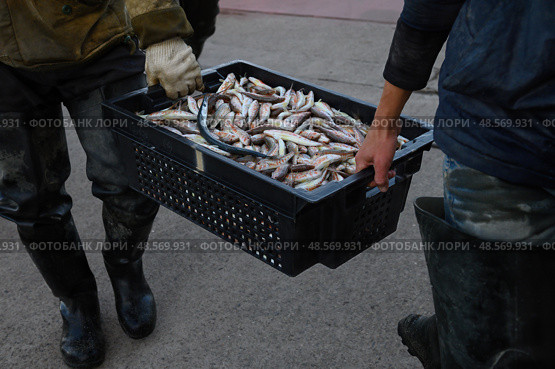 Fishermen carry a box of freshly caught red mullet. Стоковое фото, фотограф Екатерина Лызлова / Фотобанк Лори