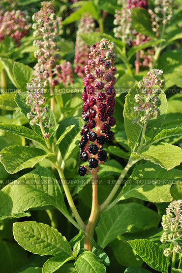 Фитолакка американская (лат. Phytolacca americana L.) Стоковое фото, фотограф lana1501 / Фотобанк Лори