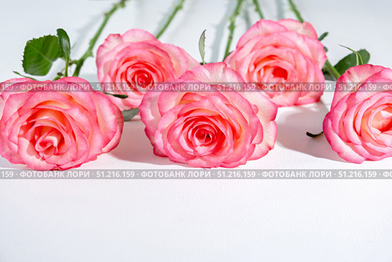 Five pink roses with delicate petals arranged on a white background. Стоковое фото, фотограф Elena Grishina / Фотобанк Лори