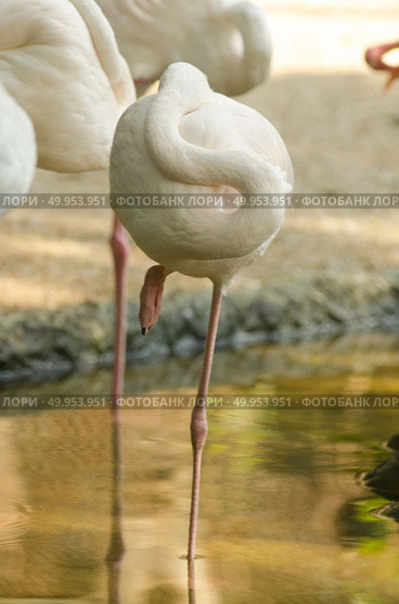 Flamingo. Стоковое фото, агентство Ingram Publishing / Фотобанк Лори