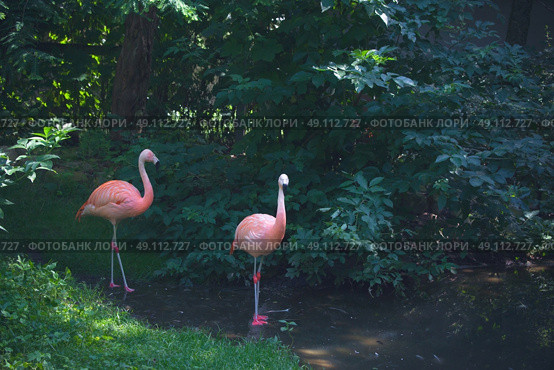 Flamingos standing in a river in a jungle. Стоковое фото, агентство Ingram Publishing / Фотобанк Лори