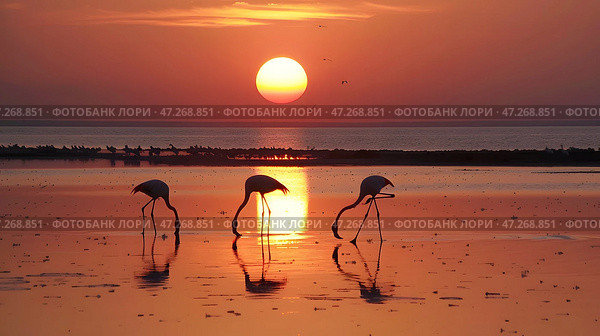 Flamingos wade in calm water during a serene sunset, vibrant orange sky reflecting on the water, showcasing peaceful nature. Стоковое AI-изображение, AI-художник Александра Рублева / Фотобанк Лори