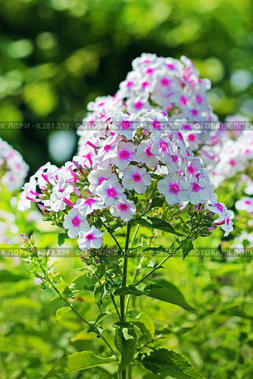 Флокс (Phlox) — род красивоцветущих травянистых растений семейства Синюховые (Polemoniaceae). Соцветие крупно. Стоковое фото, фотограф Евгений Мухортов / Фотобанк Лори