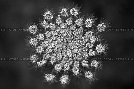 Flora of Gran Canaria - Daucus carota, wild carrot white flowers natural macro floral background. Стоковое фото, фотограф Tamara Kulikova / Фотобанк Лори