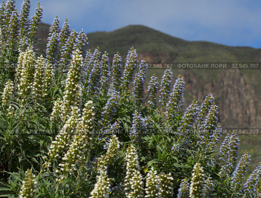 Flora of Gran Canaria - Echium callithyrsum, blue bugloss of Tenteniguada (2022 год). Стоковое фото, фотограф Tamara Kulikova / Фотобанк Лори