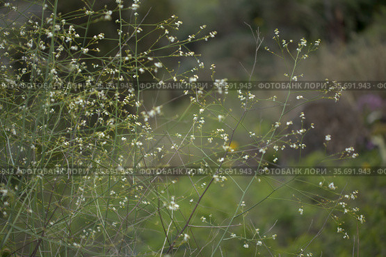 Flora of Gran Canaria - Flowering Crambe pritzelii, locally called mountain cabbage, endemic to the island natural macro floral background. Стоковое фото, фотограф Tamara Kulikova / Фотобанк Лори