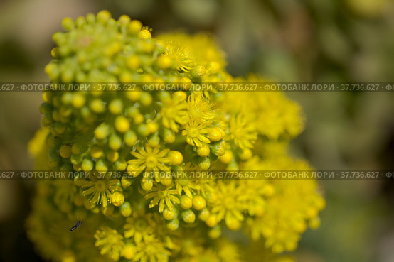 Flora of Gran Canaria - large inflorescence of Aeonium undulatum, succulent endemic to the island natural macro floral background. Стоковое фото, фотограф Tamara Kulikova / Фотобанк Лори