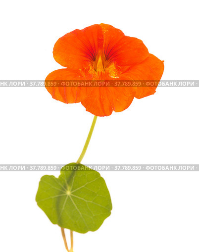 Flora of Gran Canaria - Tropaeolum majus, the garden nasturtium, introduced and invasive plant, edible. Стоковое фото, фотограф Tamara Kulikova / Фотобанк Лори