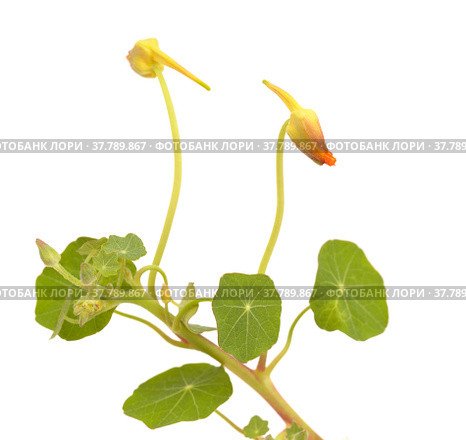 Flora of Gran Canaria - Tropaeolum majus, the garden nasturtium, introduced and invasive plant, edible. Стоковое фото, фотограф Tamara Kulikova / Фотобанк Лори