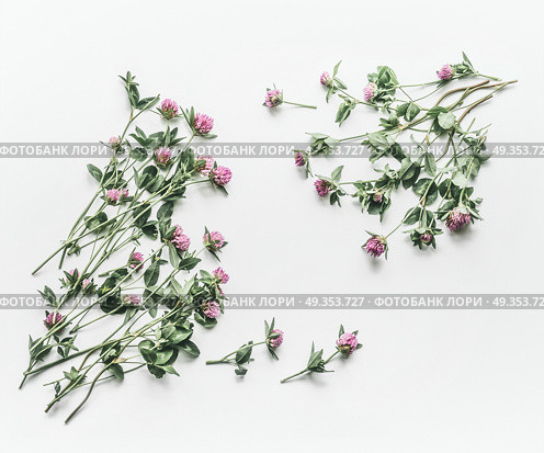 Floral frame made of flowers on white background. Flat lay, top view, copy space. Flowering red clover , Trifolium pratense. Summer concept. Стоковое фото, агентство Ingram Publishing / Фотобанк Лори